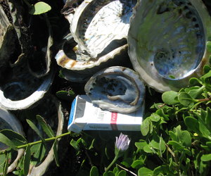 Perlemoendop: Nie net ou asbakkie